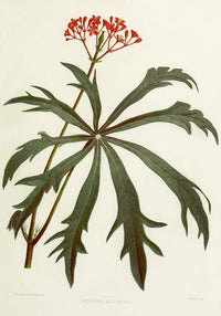 Familiar Indian Flowers Jatropha Multifida Poster Print by Lena Lowis