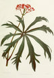 Familiar Indian Flowers Jatropha Multifida Poster Print by Lena Lowis