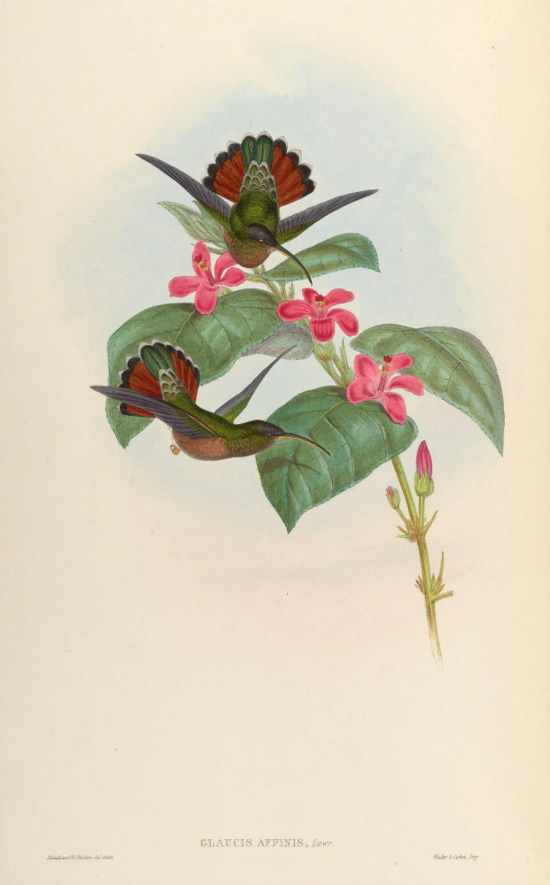 Trochilidae 1861 Glaucis Affinis Poster Print by John Gould featuring a vibrant hummingbird.