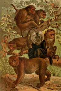 Royal Natural History Macaques Poster Print - 1893-1896 by J.G. Keulemans