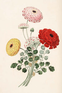 Groups of Flowers 1817 Ranunculus Poster Print by George Brookshaw, floral art on premium paper.