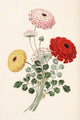 Groups of Flowers 1817 Ranunculus Poster Print by George Brookshaw, floral art on premium paper.