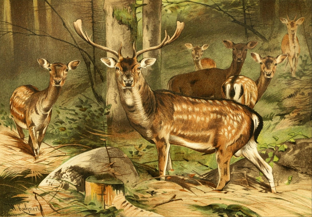 Royal Natural History Fallow Deer Poster Print by F.W. Kuhnert
