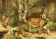Royal Natural History Fallow Deer Poster Print by F.W. Kuhnert