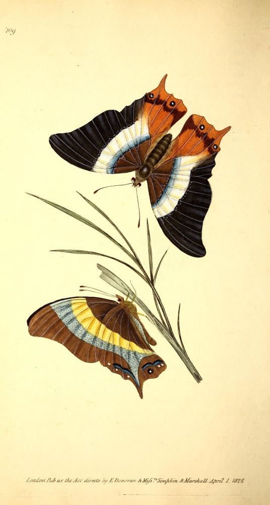 Naturalist's Repository 1824 Decius Butterfly Poster Print by E. Donovan