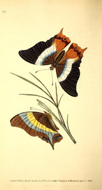 Naturalist's Repository 1824 Decius Butterfly Poster Print by E. Donovan