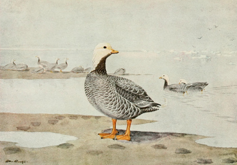 Alaskan Bird-Life 1914 Emperor Goose Poster Print by A. Brooks