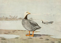 Alaskan Bird-Life 1914 Emperor Goose Poster Print by A. Brooks