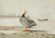 Alaskan Bird-Life 1914 Emperor Goose Poster Print by A. Brooks