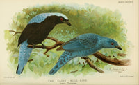Bird Notes 1902 Fairy Blue-bird Poster Print by H. Goodchild