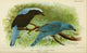 Bird Notes 1902 Fairy Blue-bird Poster Print by H. Goodchild