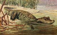 Brehms Tierleben Crocodile Poster Print by Walter Heubach