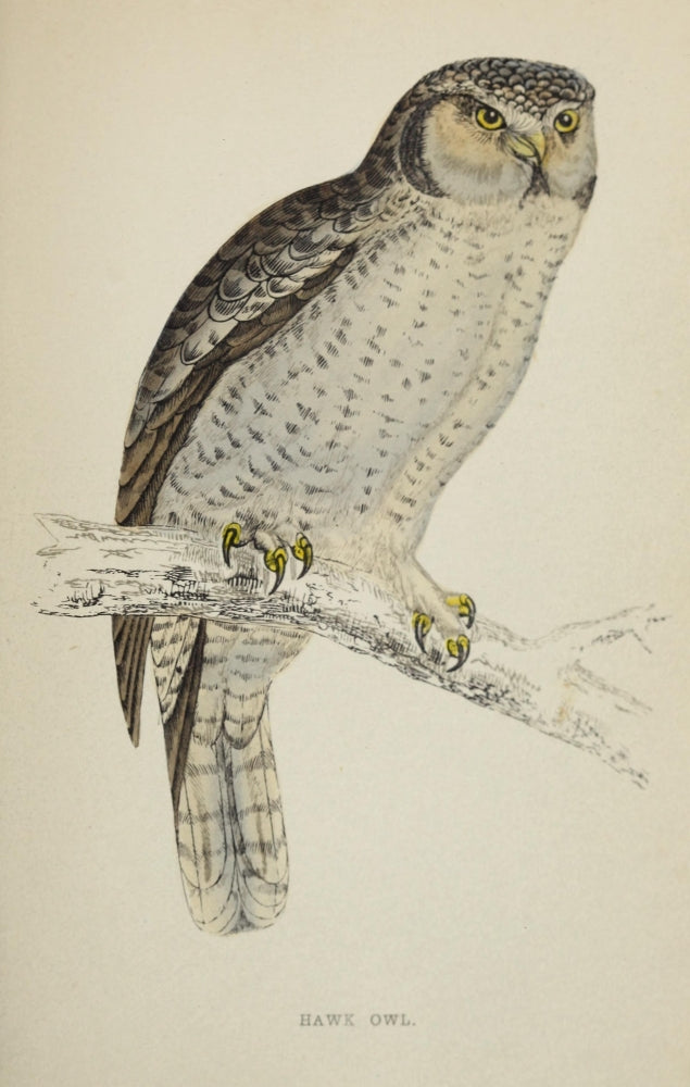 History of British Birds 1862 Hawk Owl Poster Print by A.F. Lydon