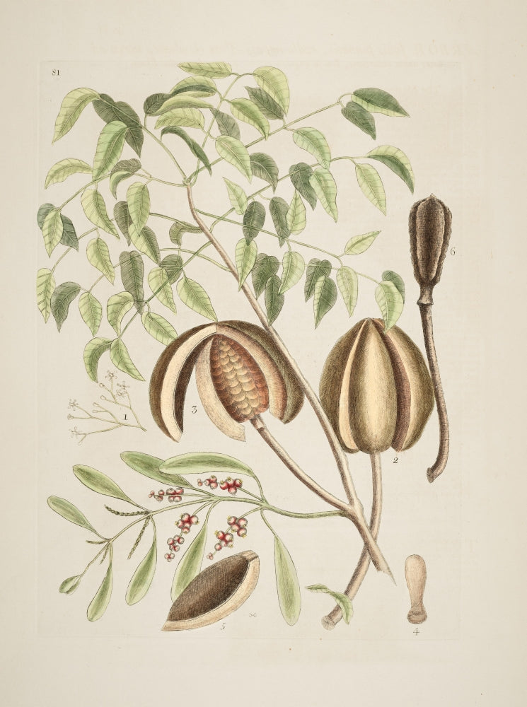Umbrella Tree Poster Print by Mark Catesby showcasing vibrant foliage and intricate details.
