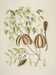 Umbrella Tree Poster Print by Mark Catesby showcasing vibrant foliage and intricate details.