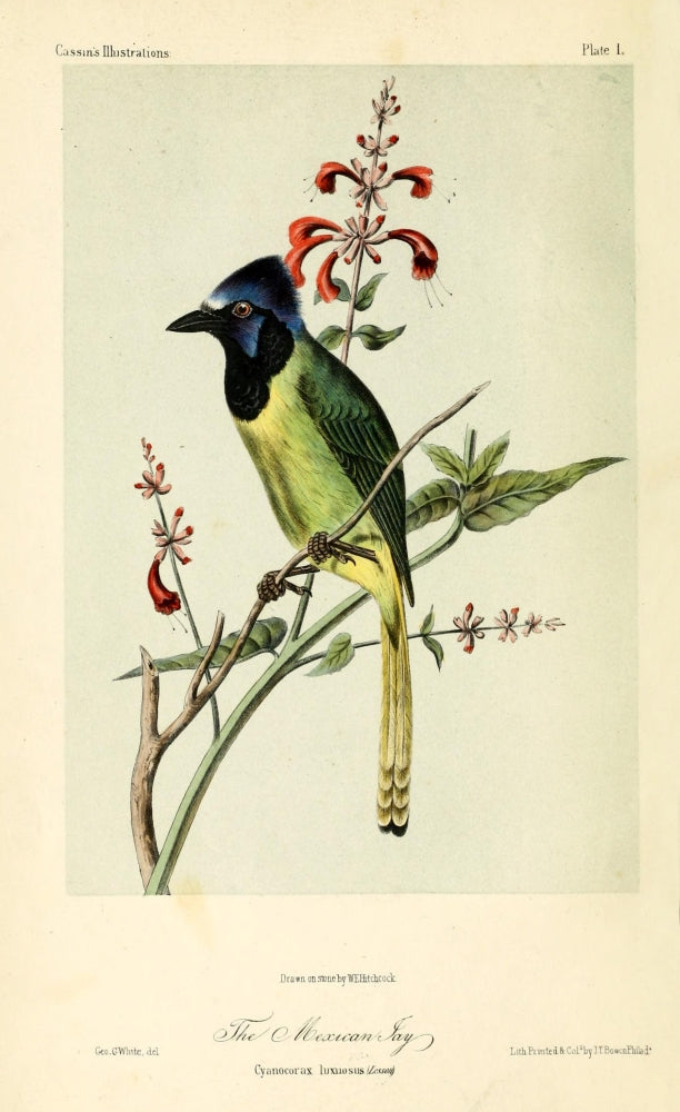 Mexican Jay Poster Print by W.E. Hitchcock featuring vibrant colors and intricate details.