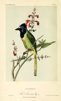 Mexican Jay Poster Print by W.E. Hitchcock featuring vibrant colors and intricate details.