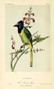 Mexican Jay Poster Print by W.E. Hitchcock featuring vibrant colors and intricate details.