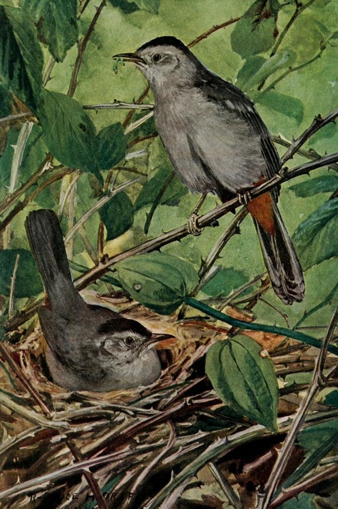 Bird-Lore 1922 Catbird Art Print by R.B. Horsfall showcasing a catbird in a vintage style.