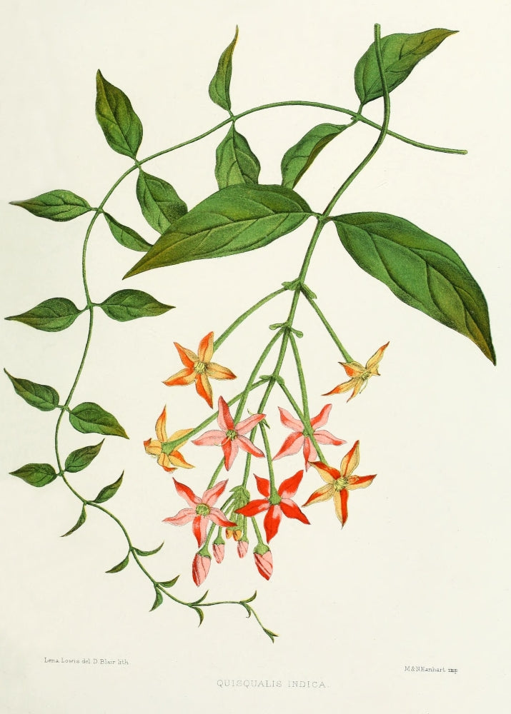 Familiar Indian Flowers 1878 Quisqualis Indica Poster Print by Lena Lowis, floral artwork
