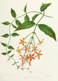 Familiar Indian Flowers 1878 Quisqualis Indica Poster Print by Lena Lowis, floral artwork