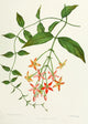 Familiar Indian Flowers 1878 Quisqualis Indica Poster Print by Lena Lowis, floral artwork