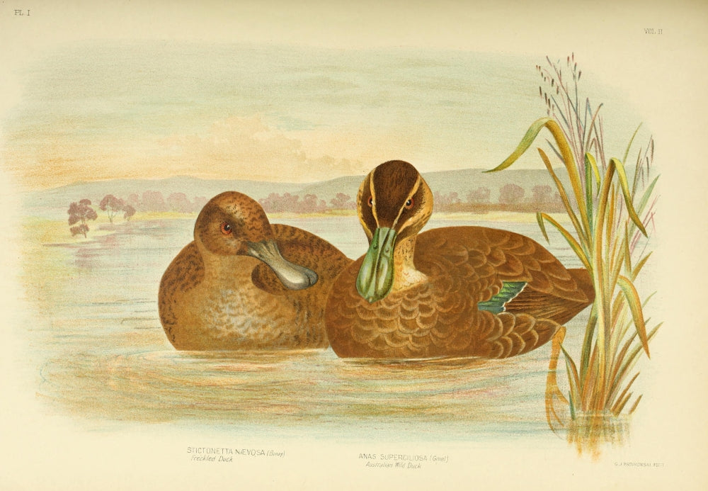 Birds of Australia 1890 Ducks Poster Print by G.J. Broinowski