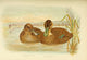 Birds of Australia 1890 Ducks Poster Print by G.J. Broinowski
