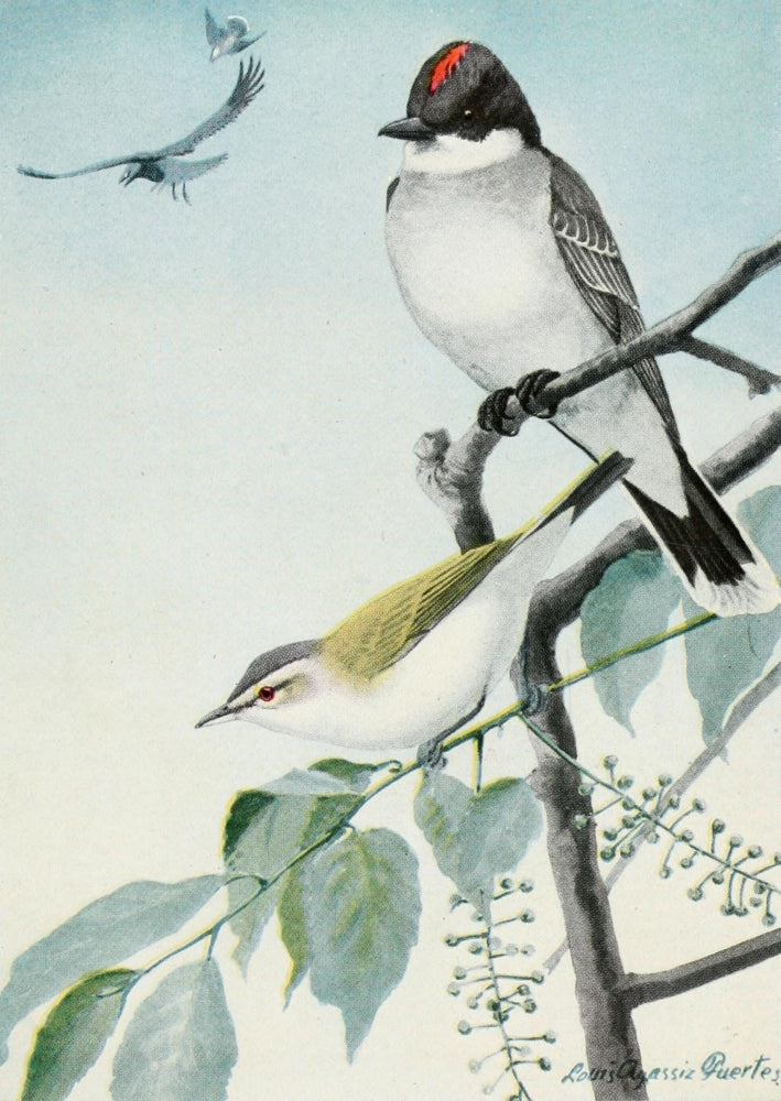 Burgess Bird Book 1919 Kingbird & Vireo Poster Print by L.A. Fuertes