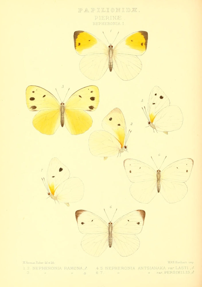 Rhopalocera Exotica 1887 Nepheronia Poster Print by Maud Horman Fisher