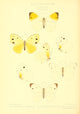 Rhopalocera Exotica 1887 Nepheronia Poster Print by Maud Horman Fisher