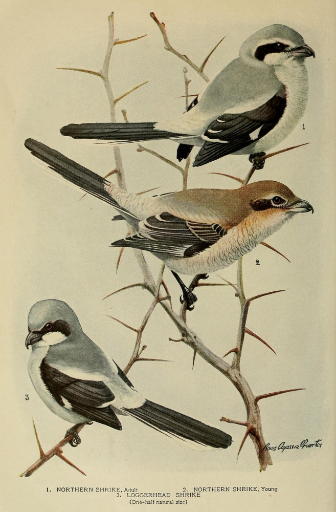 Bird-Lore 1922 Shrikes Poster Print by L.A. Fuertes, showcasing detailed and vibrant bird illustrations.