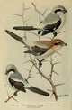 Bird-Lore 1922 Shrikes Poster Print by L.A. Fuertes, showcasing detailed and vibrant bird illustrations.
