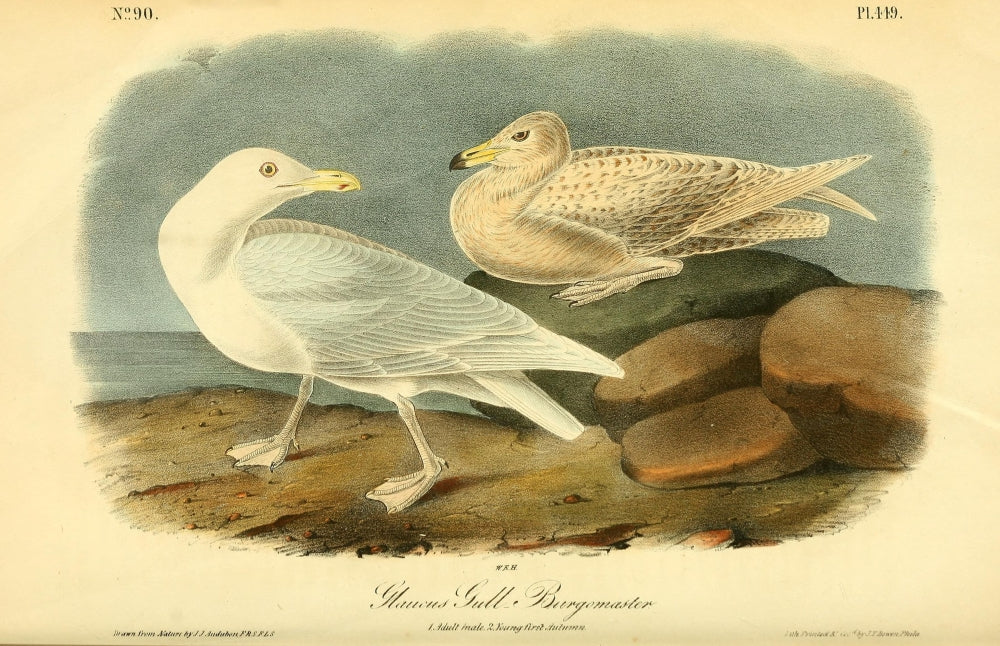 Glaucus Gull Poster Print from Birds of America by J.J. Audubon