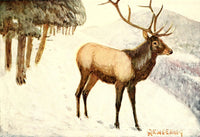 American Animal Life 1916 Elk Poster Print by E.W. Deming