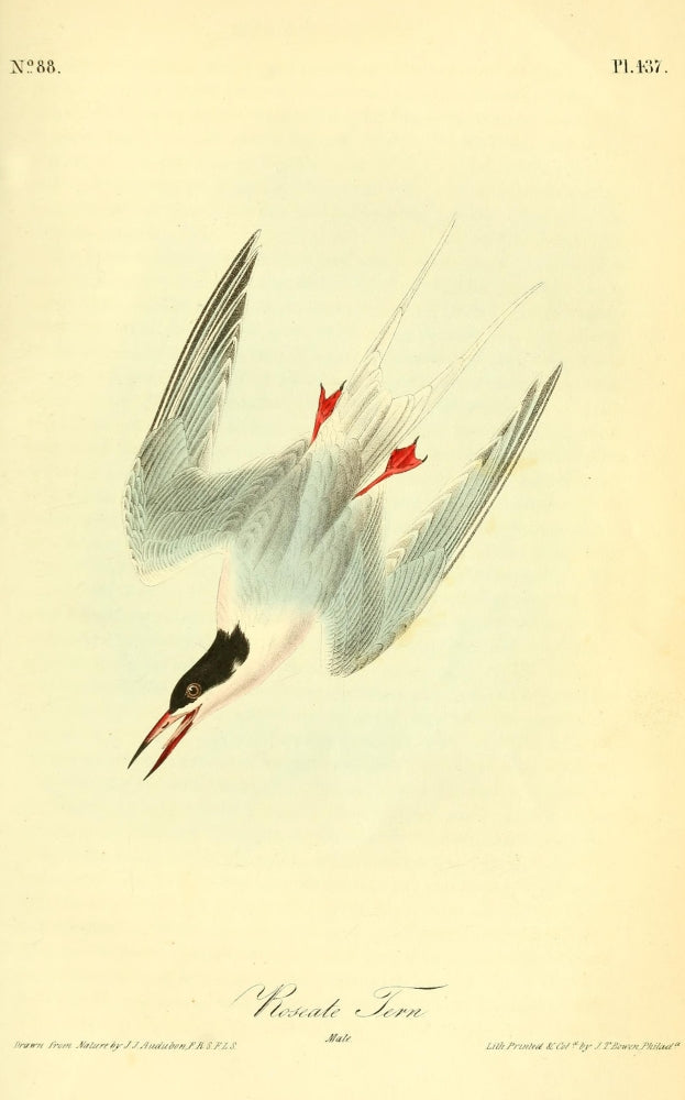 Birds of America Roseate Tern Poster Print by J.J. Audubon
