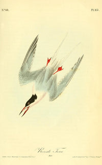 Birds of America Roseate Tern Poster Print by J.J. Audubon