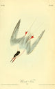 Birds of America Roseate Tern Poster Print by J.J. Audubon