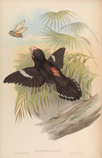 Birds of Asia 1850 Great Eurylaime Poster Print by John Gould