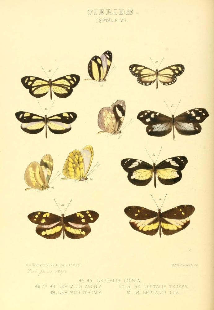 Exotic Butterflies 1866 Leptalis Poster Print by W. Chapman Hewitson