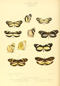 Exotic Butterflies 1866 Leptalis Poster Print by W. Chapman Hewitson