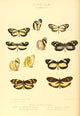 Exotic Butterflies 1866 Leptalis Poster Print by W. Chapman Hewitson