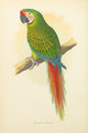 Parrots in Captivity 1884 Military Macaw Poster Print by A.F. Lydon