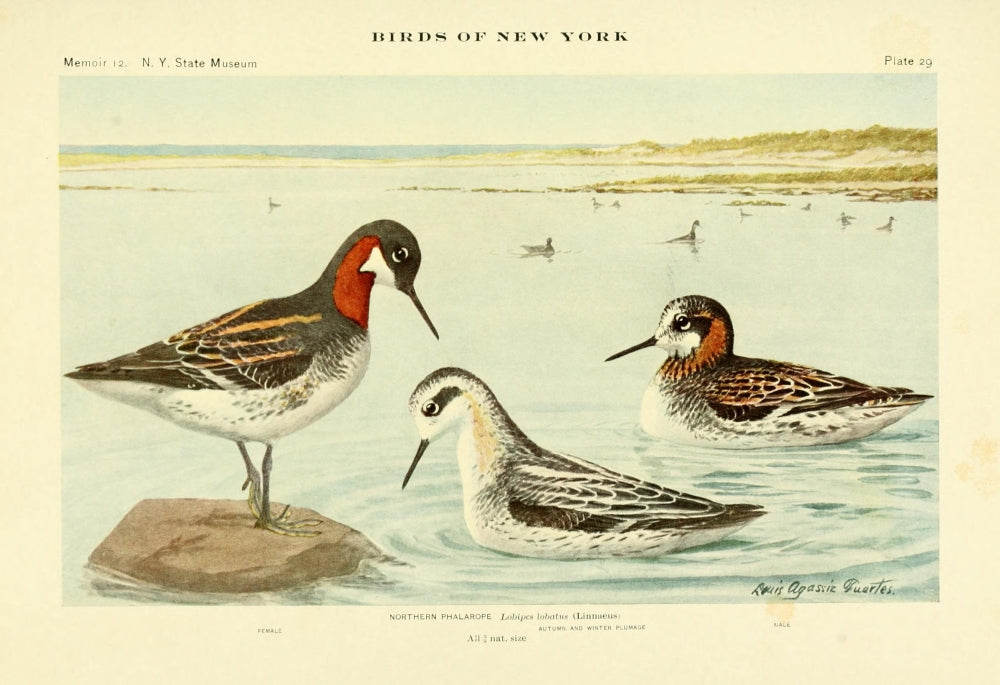 Birds of NY 1914 Northern Phalarope Poster Print by L.A. Fuertes