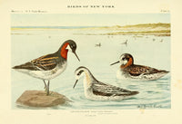 Birds of NY 1914 Northern Phalarope Poster Print by L.A. Fuertes