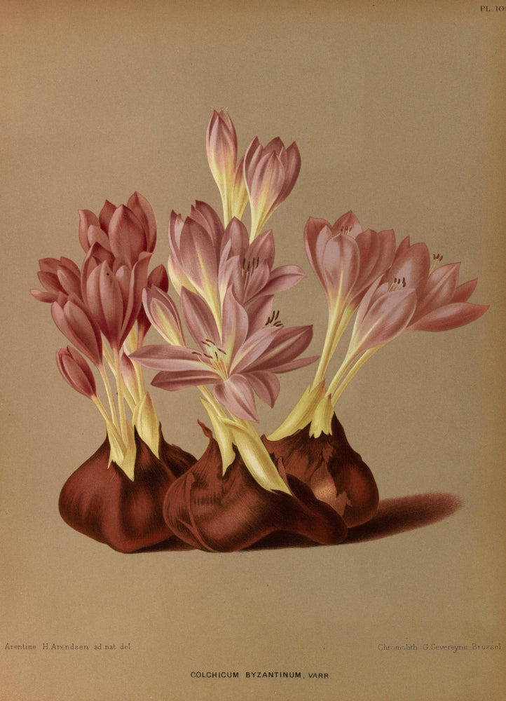 Haarlem's Flora 1872 Colchicum Byzantinum Poster Print showcasing vibrant floral illustration.