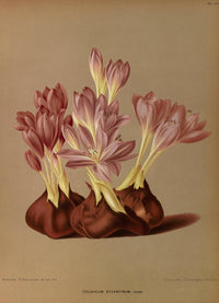 Haarlem's Flora 1872 Colchicum Byzantinum Poster Print showcasing vibrant floral illustration.