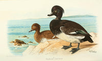 Indian Sporting Birds Tufted Duck Poster Print from 1915, showcasing vibrant colors and details.