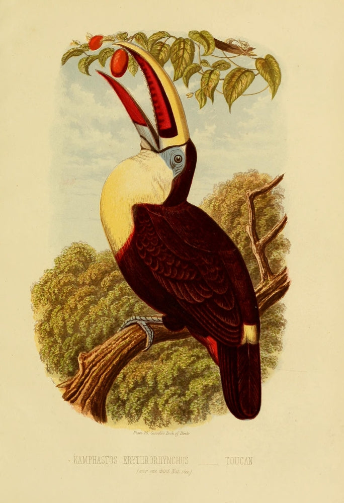 Cassell's Book of Birds 1875 Toucan Poster Print illustration