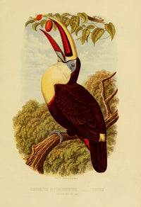 Cassell's Book of Birds 1875 Toucan Poster Print illustration